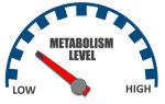 Метаболизм в организме человека, что это такое; быстрый и медленный метаболит — в чем заключается их разница