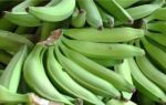 Банан: содержание витаминов и углеводов, количество калорий и сахара, вредные свойства