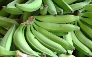 Банан: содержание витаминов и углеводов, количество калорий и сахара, вредные свойства