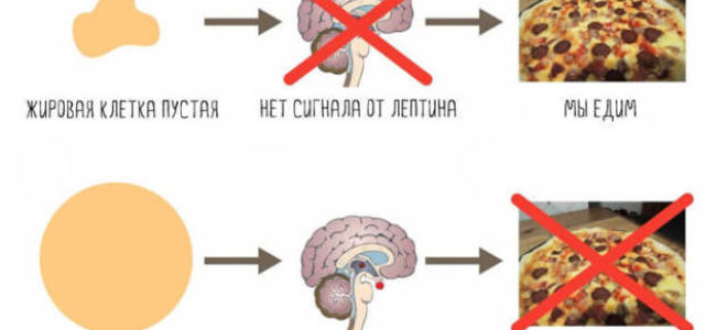 Как ускорить обмен веществ в организме, чтобы похудеть и не навредить здоровью
