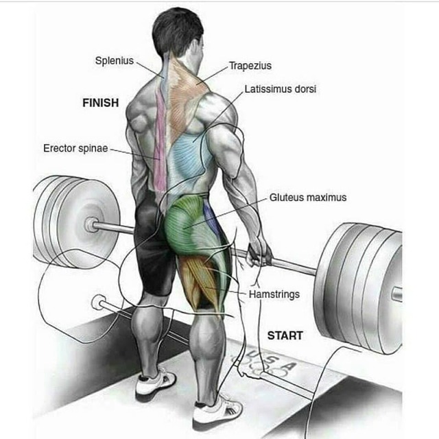 Какие мышцы работают при выполнении становой тяги, правильная техника упражнения