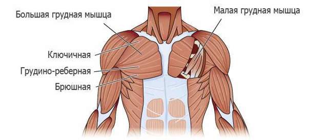Как правильно накачивать грудные мышцы мужчинам в домашних условиях