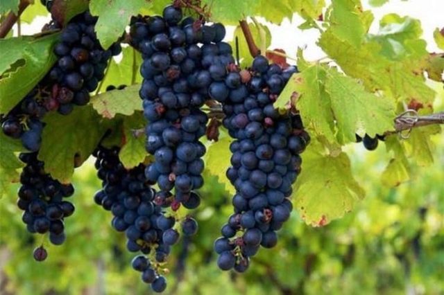 Сколько калорий в винограде: красном, черном, критерии выбора с учетом энергетической ценности