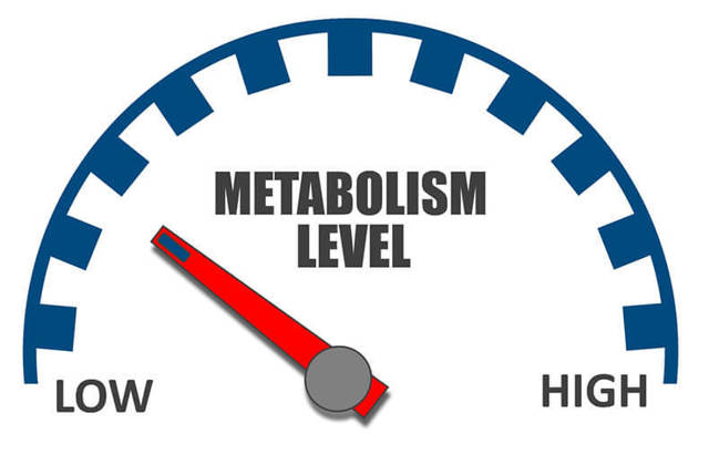 Метаболизм в организме человека, что это такое; быстрый и медленный метаболит - в чем заключается их разница