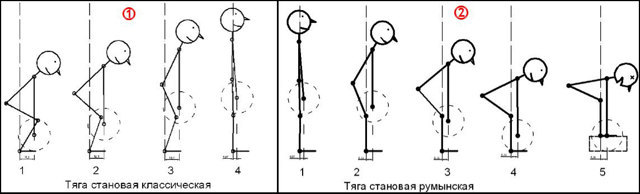 Мёртвая тяга со штангой: отличие от становой тяги, техника выполнения, особенности упражнения для женщин