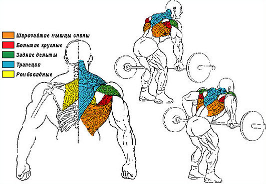 Описание техники выполнения тяги гантелей в наклоне: проработка разных типов мышц спины