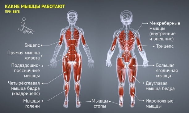Какие мышцы задействованы и работают при различных техниках бега