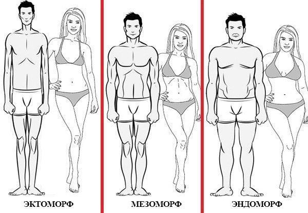 Типы сложения: эктоморф, мезоморф, эндоморф — как определить свой тип телосложения