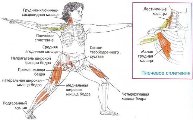 Йога для спины и позвоночника, упражнения для лечения и профилактики болезней, йогатерапия на практике