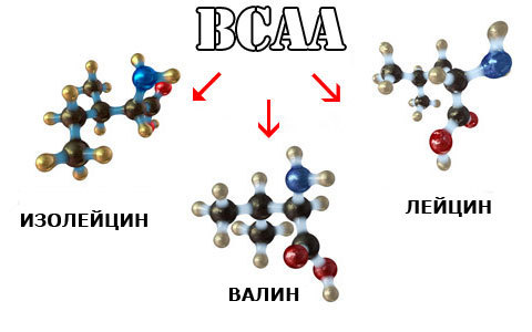 bcaa в порошке: действующие вещества и польза продукта, инструкция по применению, ограничения