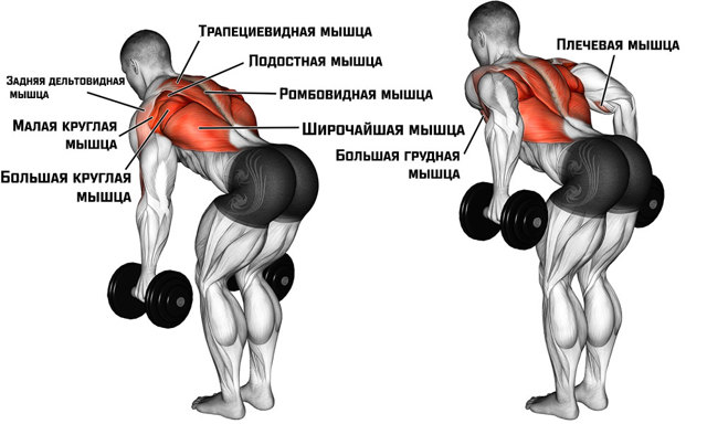 Правильная техника выполнения тяги гантели в наклоне одной рукой, какие мышцы работают?