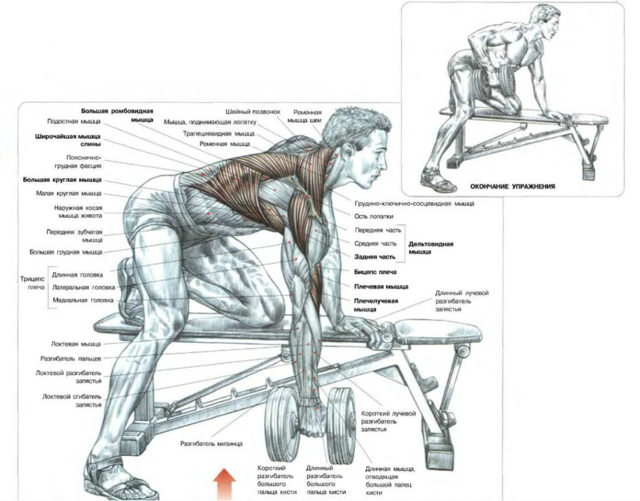 Вертикальная тяга гантели к поясу в наклоне на скамье: техника упражнения и общие рекомендации
