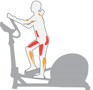 Эллиптический тренажер: какие мышцы работают, техника выполнения и польза упражнений