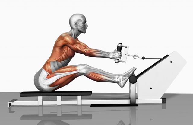 Гребной тренажёр как тренироваться и какие мышцы работают при тренировке