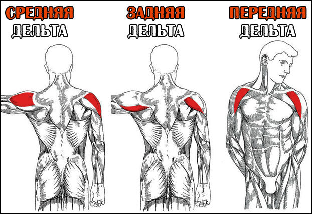Основные упражнения с гантелями для дельтовидных мышц, помогающие хорошо прокачивать задние пучки дельты
