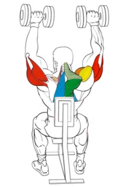 Базовые упражнения на плечи, эффективная программа тренировок для дельт