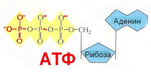 Молекула АТФ — какова её роль в организме человека и каковы особенности формирования АТФ в организме