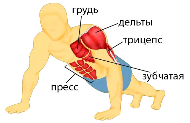 Отжимания от пола: какие мышцы качаются, эффективные нагрузки на разные группы мышц