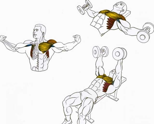 Какие мышцы работают при отжиманиях на брусьях, как быстро можно накачать грудь и трицепсы