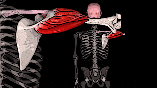 Где находится дельтовидная мышца: задняя и передняя дельтовидные мышцы, их анатомия, упражнения для развития