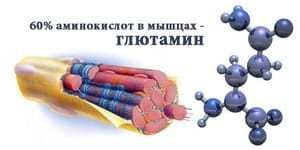 Глютамин: применение в бодибилдинге, подробная инструкция, его польза и для чего используют