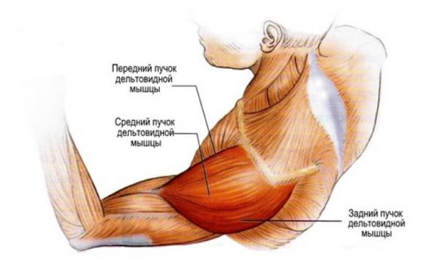 Где находится дельтовидная мышца: задняя и передняя дельтовидные мышцы, их анатомия, упражнения для развития