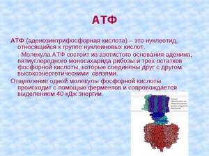 Молекула АТФ — какова её роль в организме человека и каковы особенности формирования АТФ в организме