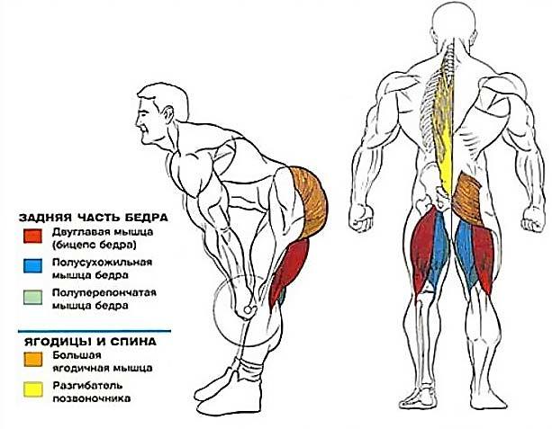 Как правильно выполнять румынскую становую тягу со штангой начинающим спортсменам