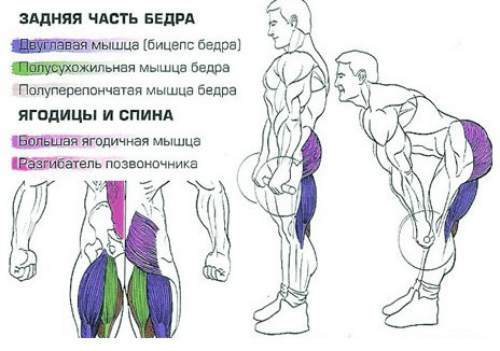 Как правильно выполнять румынскую становую тягу со штангой начинающим спортсменам