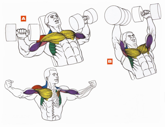Какие мышцы работают при отжиманиях на брусьях, как быстро можно накачать грудь и трицепсы