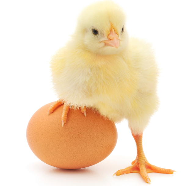Куриные яйца: сколько можно есть в день взрослым и детям, нормы потребления